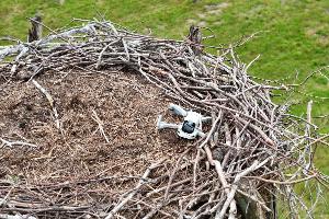 Nest