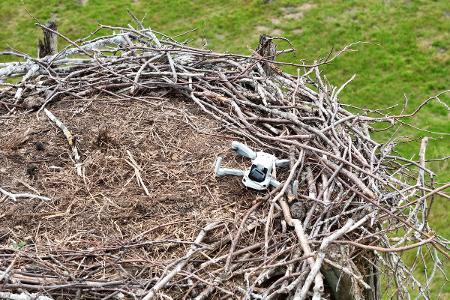 Nest