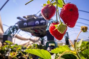 Roboter SHIVAA im Erdbeer-Einsatz.