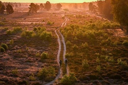 Blühende Heide im Morgenlicht