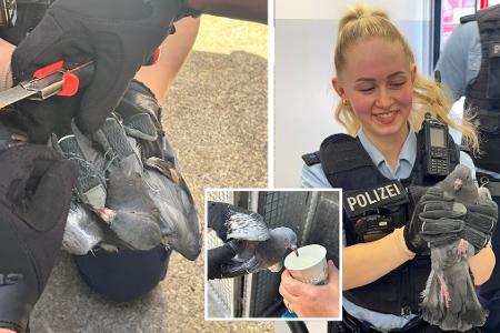 Bundespolizisten retten im Ostbahnhof eine in einem Netz verfangene Taube, versorgten diese und übergaben das Federvieh in Obhut des Tierheimes Riem
