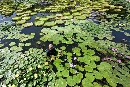 Bad im Seerosenteich - Gärtner Achim bei der Pflanzenpflege