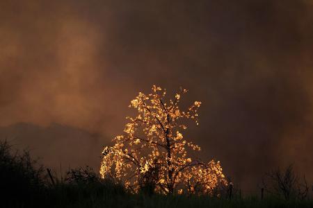 Ein Baum brennt bei einem Waldbrand in der Stadt Patras im Westen Griechenlands.