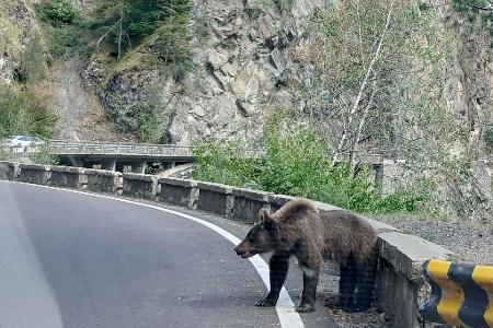 Ein etwa fünf Jahre alter Jungbär auf der Bergstraße Transfagarasan in den rumänischen Karpaten knurrt Autofahrer an. Ein etwa fünf Jahre alter Jungbär auf der Bergstraße Transfagarasan in den rumänischen Karpaten knurrt Autofahrer an.