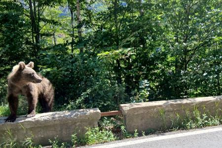Auf der Bergstraße Transfagarasan durch die rumänischen Karpaten begegnet man Bären auf Schritt und Tritt.