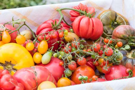 Vielfalt an frischen bunten Tomaten