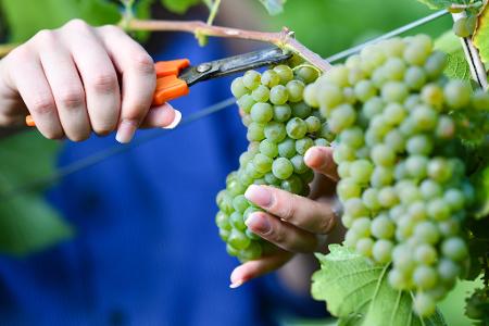 Federweißer gilt als Vorbote eines neuen Weinjahrgangs. (Archivfoto)