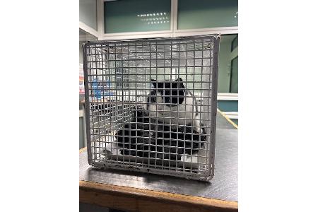 Die niedliche Katze wurde von einer Polizeistreife der Bundespolizei in der Regionalbahn eingefangen und sicher in das Tierheim Süderstraße verbracht.
Zwei Fotos: Quelle Bundespolizeiinspektion Hamburg