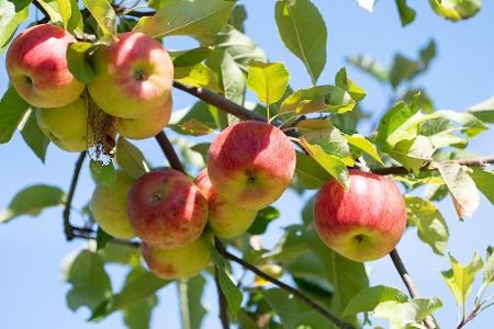 Obstbaubetriebe rechnen mit mehr als einer Million Tonnen Äpfeln (Archivbild)