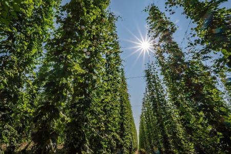 Hopfen im Anbaugebiet Hallertau.