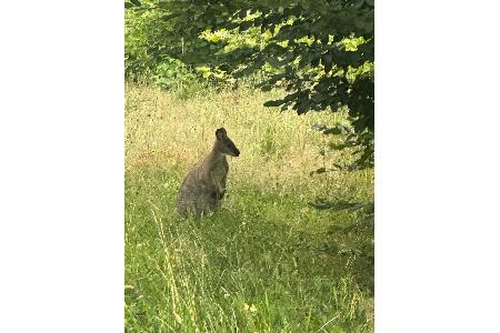 Dieses ausgebüxte Känguru überraschte am Montagmorgen die Autofahrer unterhalb vom Großendrescheid. Foto: Polizei MK