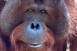 Orang-Utans teilen 97 Prozent ihres Erbguts mit den Menschen und sind sehr intelligent. (Archivbild)