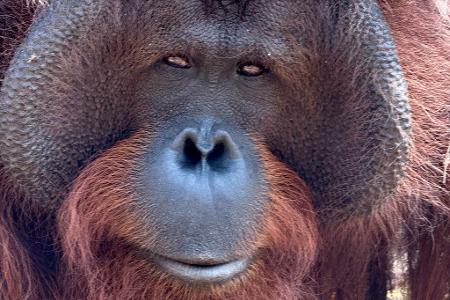 Orang-Utans teilen 97 Prozent ihres Erbguts mit den Menschen und sind sehr intelligent. (Archivbild) Orang-Utans teilen 97 Prozent ihres Erbguts mit den Menschen und sind sehr intelligent. (Archivbild)