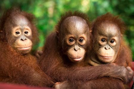Am 19. August ist Welt-Orang-Utan-Tag. 