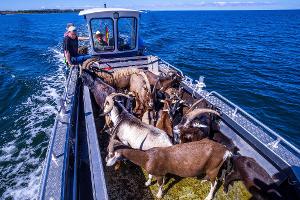 Per Boot werden die 22 tierischen Landschaftspfleger auf die Vogelschutzinsel Walfisch in der Wismarbucht gebracht.