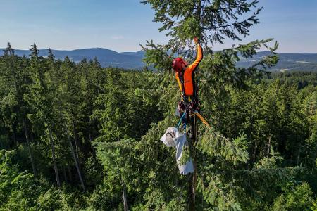 Hoffentlich schwindelfrei: Ein Zapfenpflücker pflückt in einem Wald in Sachsen Zapfen einer Douglasie in rund 35 Metern Höhe. Aus den Zapfen werden Samen gewonnen. 