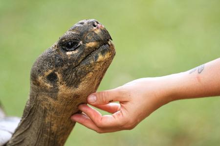 Mommy, eine fast 100 Jahre alte Galapagos-Schildkröte und Mutter von 16 Jungtieren in zwei Gelegen, streckt ihren Hals aus, während ein Mitarbeiter ihr Kinn in ihrem Gehege im Zoo von Philadelphia krault.