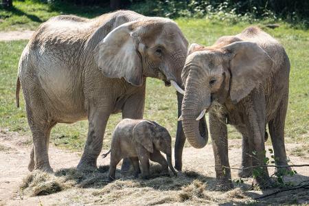 Das rund drei Monate alte Elefantenbaby Kaja spielt zum ersten Mal in der Außenanlage des Elefantengeheges im Opel-Zoo in Kronberg im Taunus. Dabei passen die erwachsenen Elefanten gut auf sie auf und lassen Kaja nicht aus den Augen.