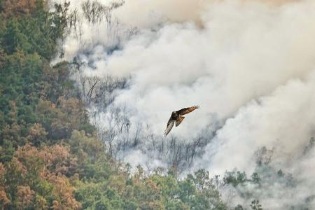 Ein Raubvogel flieht vor den Flammen während eines Waldbrandes in Anllarinos Del Sil, Asturien. 