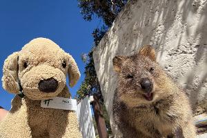 Jack erlebt große Abenteuer - so ließ er sich mit einem einheimischen Quokka auf Rottnest Island fotografieren.