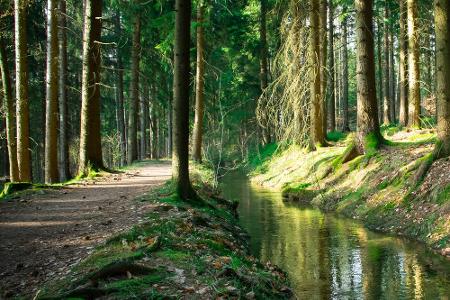 Bayerischer Wald