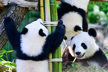 Tierische Party in der Hauptstadt: Mutter Meng Meng (rechts unten) feiert mit Leni und Lotti den ersten Geburtstag der beiden Panda-Zwillinge im Berliner Zoo.