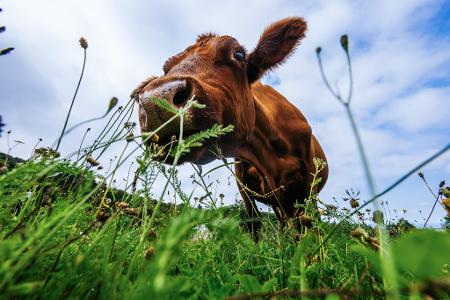 Guten Appetit! Eine Kuh grast auf einer Wiese in Baden-Württemberg.