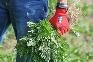 Wer die Ambrosia in seinem Garten entdeckt, sollte sie aus dem Weg schaffen. Handschuhe schützen dabei vor Hautreizungen.