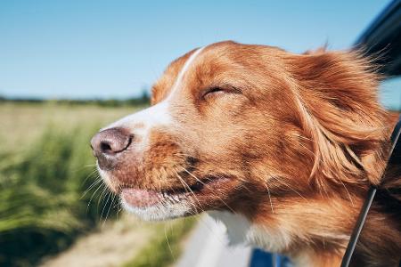Für Zwei- und Vierbeiner: Beliebte Reiseziele für Hundebesitzer