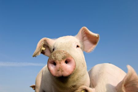 Schweine vor Himmel