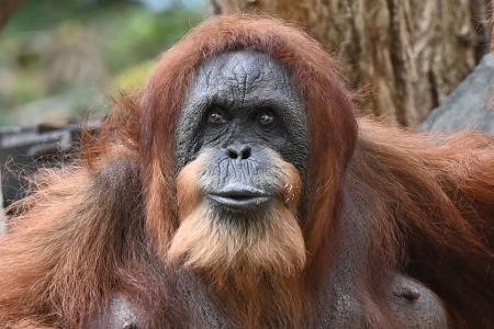 Seit mehr als 60 Jahren lebt Bella schon im Tierpark Hagenbeck - dank menschlicher Pflege und medizinischer Versorgung. Seit mehr als 60 Jahren lebt Bella schon im Tierpark Hagenbeck - dank menschlicher Pflege und medizinischer Versorgung.
