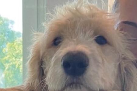 Herrenloser Hund aufgefunden Herrenloser Hund aufgefunden