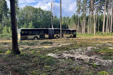 Omnibus, Gelenkbus im Wald