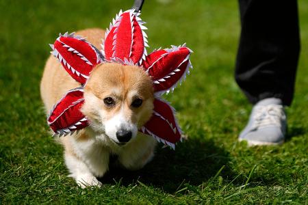 Netter Versuch: Ein Hund ist bei einem Corgi-Treffen in Russland als "Demogorgon", eine mächtige Dämonen-Kreatur aus der Serie "Stranger Things", verkleidet. 