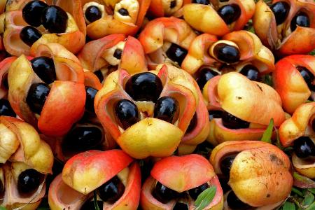 Akee-Frucht