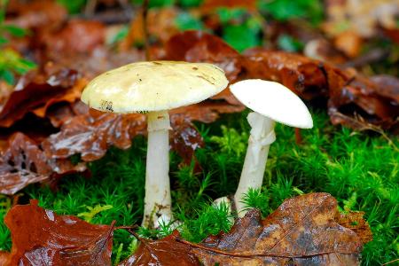 Knollenblätterpilz