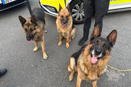 Schäferhunde Schäferhunde