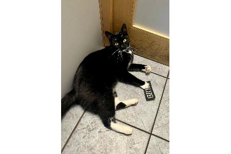 Katze bei der Bundespolizei Katze bei der Bundespolizei
