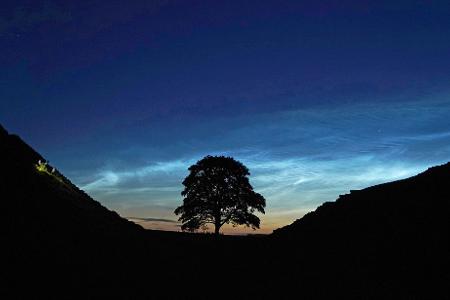Der Sycamore Gap Tree in England war einst ein beliebtes Fotomotiv. (Archivfoto)