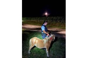 Pony KW36