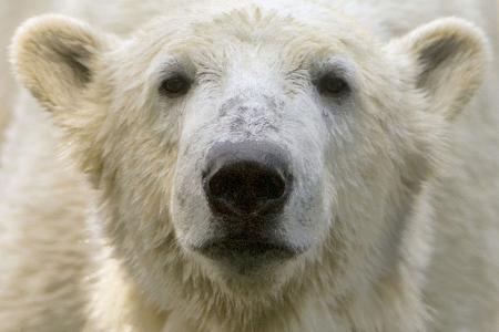 Bei Eisbär Knut spielten die Besucher und Medien des Berliner Zoos lange verrückt. (Archivbild)