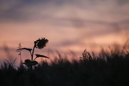 Eine einzelne Sonnenblume ragt bei Sonnenaufgang aus einem Feld.