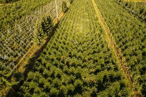 Nordmanntannen wachsen in einer Plantage in Sachsen zu Weihnachtsbäumen heran.