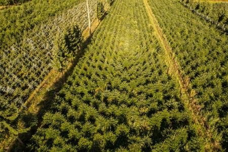 Nordmanntannen wachsen in einer Plantage in Sachsen zu Weihnachtsbäumen heran.