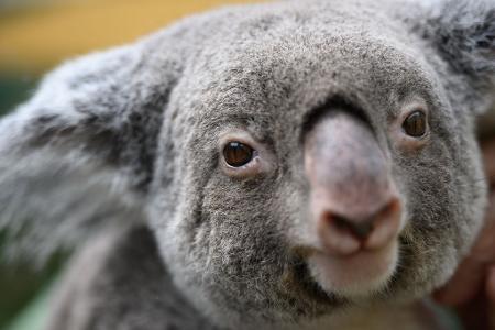 Koalas sind vielerorts in Australien stark bedroht. (Archivbild) Koalas sind vielerorts in Australien stark bedroht. (Archivbild)