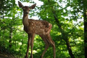 "Bambi - Eine Lebensgeschichte aus dem Walde"
