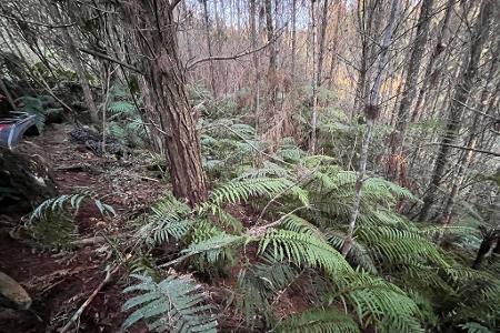 Die abgelegenen Wälder in der Region sind von dichten Farnen bewachsen.