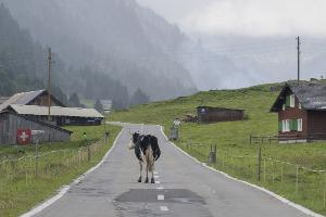 "Die Zahl der Deutschen mit Wohnsitz in der Schweiz steigt seit Jahren kontinuierlich", berichtete die Statistikbehörde. Binnen zehn Jahren erhöhte sich die Zahl der Deutschen in der Schweiz um 10,7 Prozent. (Archivfoto)