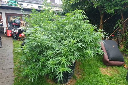Cannabis-Plantage Eifgenweg
