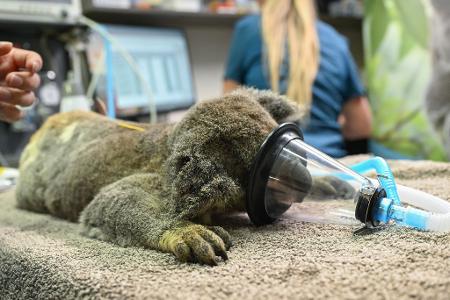 Hoffnung für Koalas: Neuer Impfstoff gegen Chlamydien vorgestellt